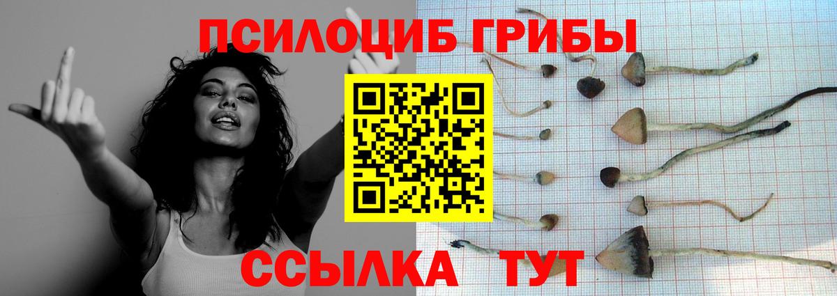 Псилоцибиновые грибы Psilocybine cubensis Новоуральск